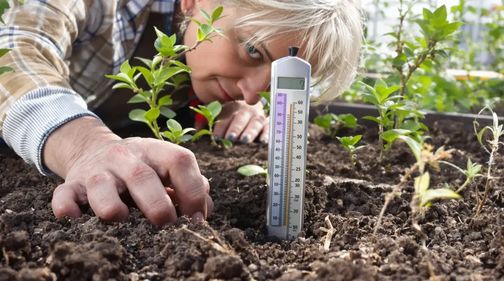 Beaucoup ratent leurs semis de betteraves en mars — une méthode simple existe