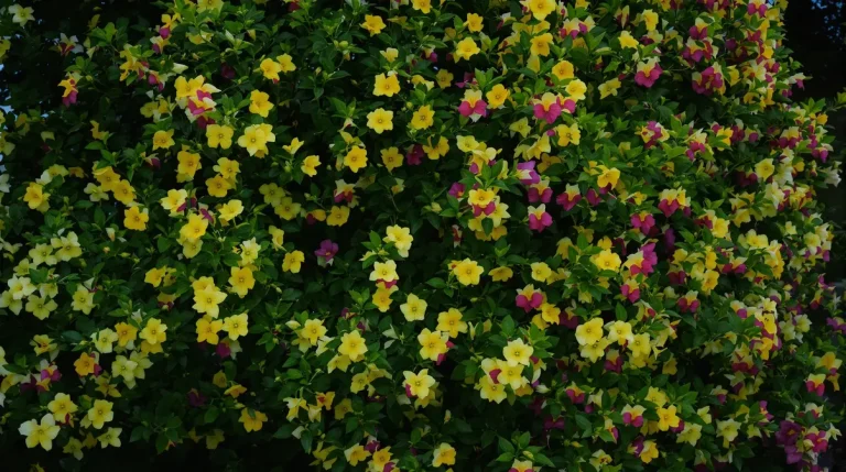 Cette vivace qui fleurit la nuit et pousse en 60 jours transformera votre jardin si vous la plantez ce printemps