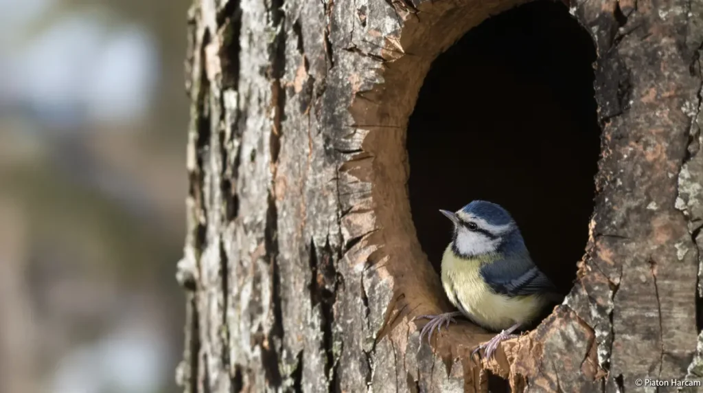 Les ornithologues le répètent chaque année : ce geste est vital pour les oisillons