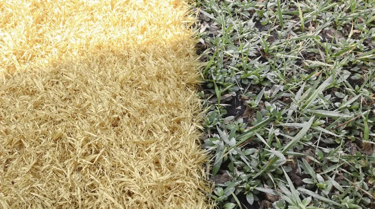 Sécheresses 2026 : doit-on dire adieu à la pelouse ? Ce nouveau jardin économe en eau fait débat